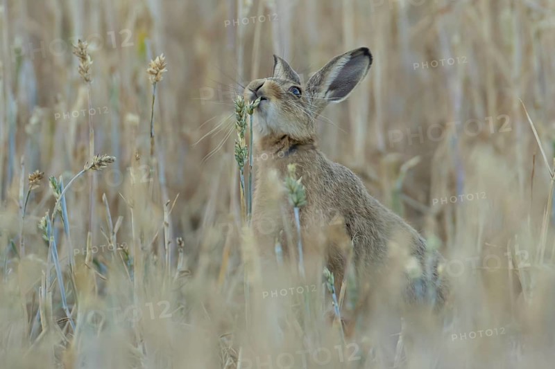 European brown hare (Lepus europaeus) adult animal feeding on a wheat sheath in a farmland field in summer, England, United Kingdom