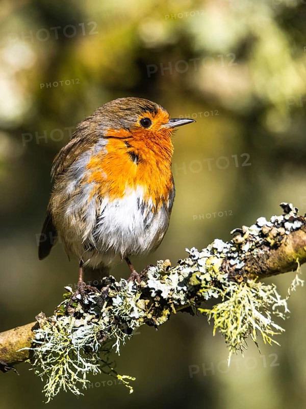 European Robin, Erithacus rubecula, bird in forest