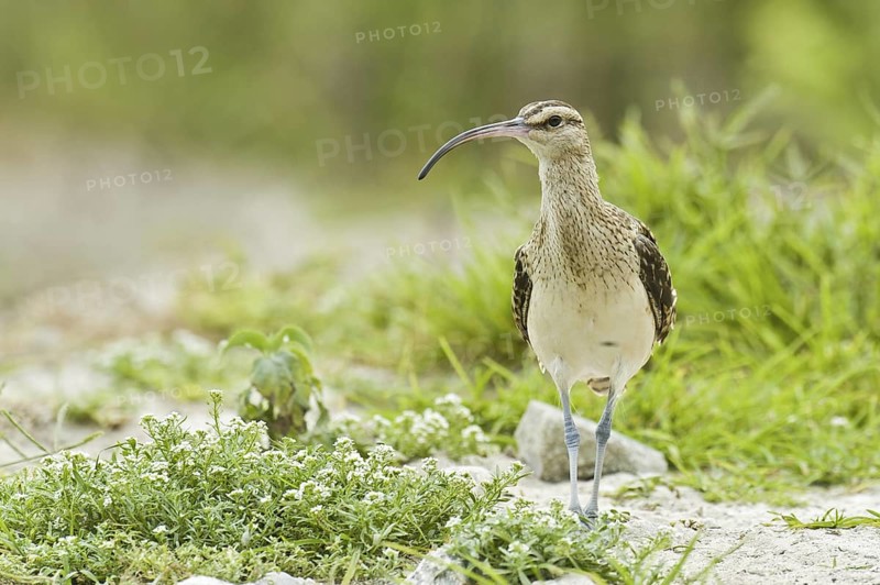 Bristle-thighed Curlew (Numenius tahitiensis), Hawaii, USA