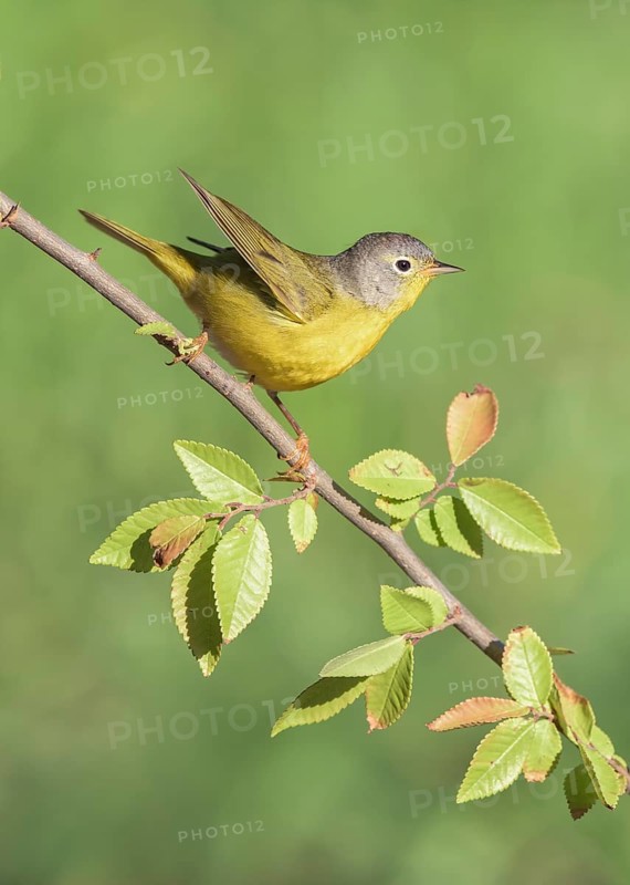 Nashville Warbler (Leiothlypis ruficapilla) perched on a branch, Texas, USA