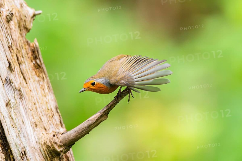 European robin (Erithacus rubecula) sitting on an old wooden branch, Bavaria, Germany