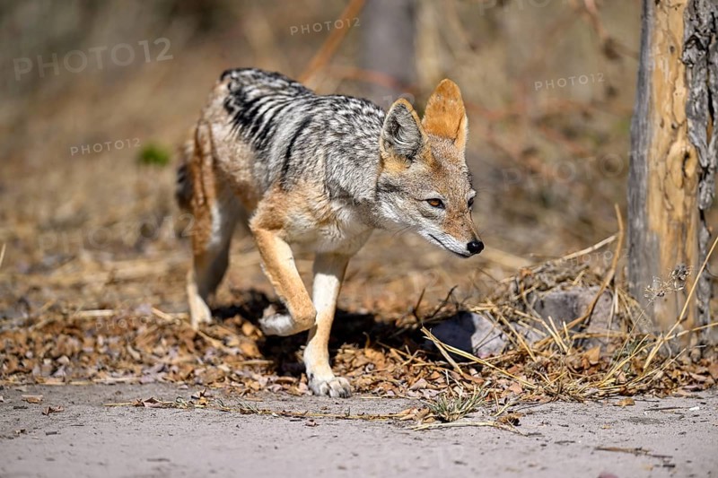 Black-backed jackal (Lupulella mesomelas), Nxai Pan National Park, near Gweta, Central District, Botswana