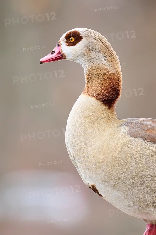 Egyptian goose (Alopochen aegyptiaca), portrait, detail, Bavaria, Germany Europe