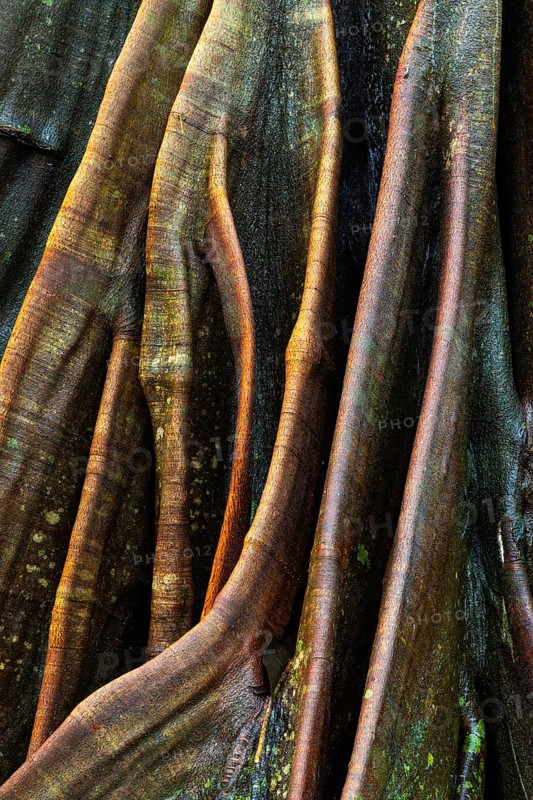 Root of a fig tree (Ficus), tropical rainforest, Osa Peninsula, Puentarenas, Costa Rica