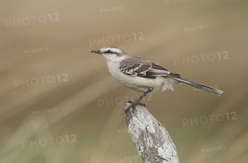 Chalk-browed Mockingbird (Mimus saturninus), Corrientes, Argentina