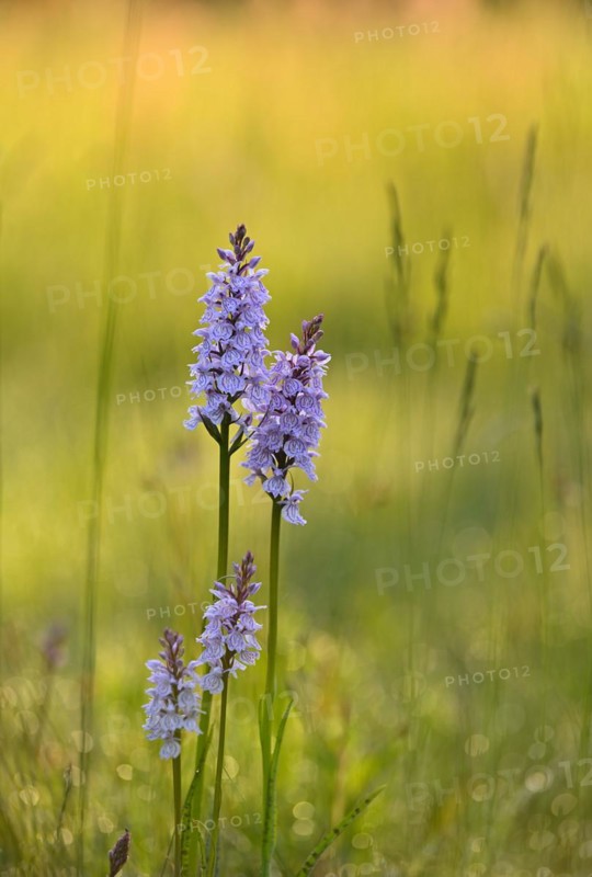 Moorland spotted orchid (Dactylorhiza maculata), flowering wild orchid, Lower Rhine, North Rhine-Westphalia, Germany