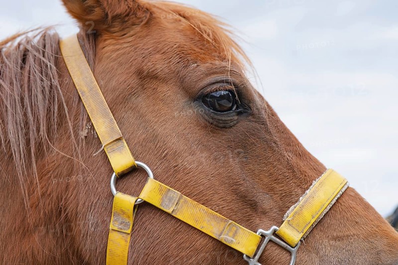 A detailed close-up of a brown horse's head wearing a vibrant yellow halter. Captured on a sunny day at the farm, showcasing the horse's eye and textured coat