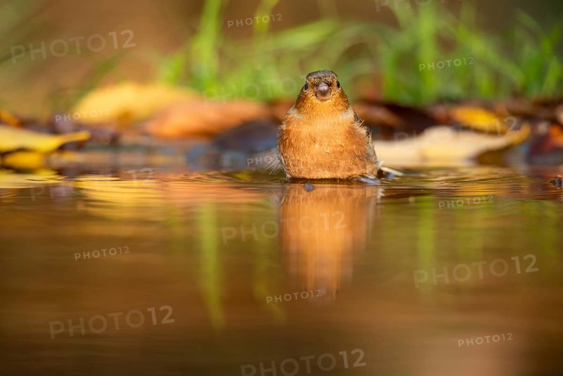 A small chaffinch enjoys the calm waters of a shallow pond surrounded by autumn foliage, reflecting its vivid colors and tranquil nature