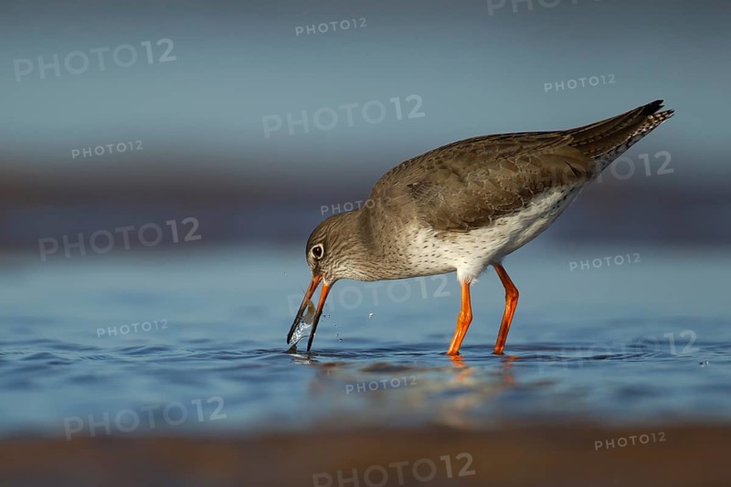 Common redshank (Tringa totanus) adult wading bird feeding in a shallow lagoon, RSPB Titchwell nature reserve, Norfolk, England, United Kingdom