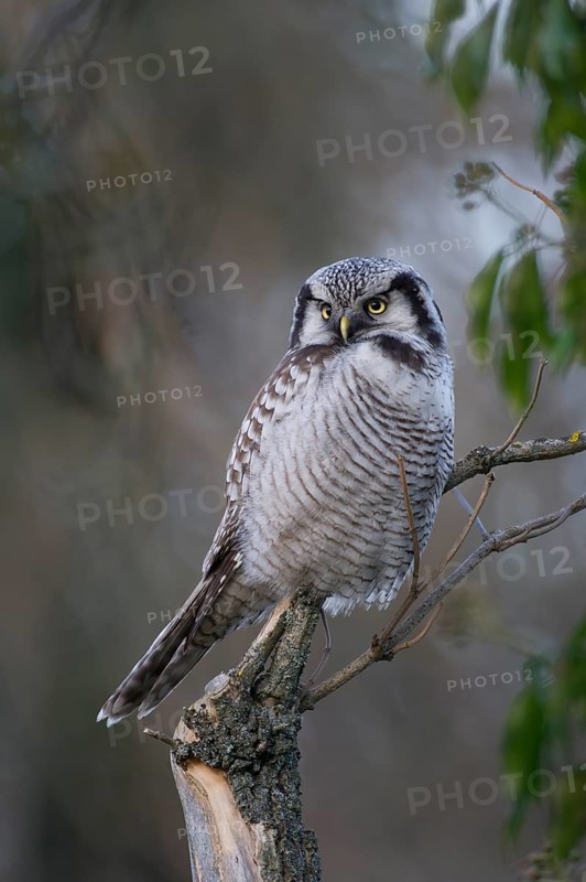 Northern Hawk-Owl (Surnia ulula), Saxony, Germany