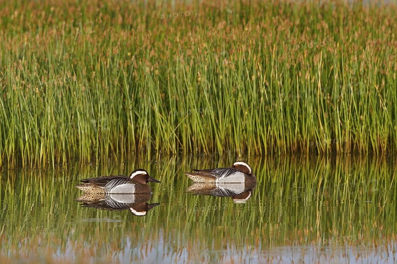 Garganey (Spatula querquedula) male, Greece