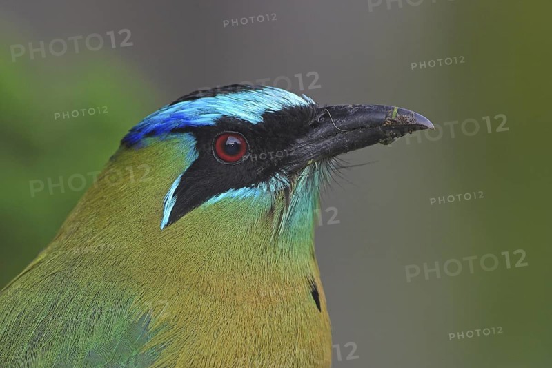 Amazonian Motmot (Momotus lessonii), Costa Rica