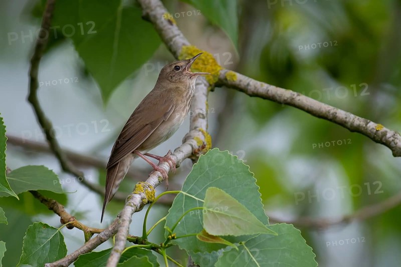 River Warbler (Locustella fluviatilis) singing, Brandenburg, Germany