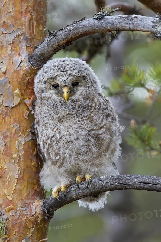 Ural owl (Strix uralensis) owlet perched in tree, Scandinavia