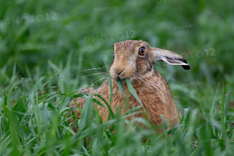 European brown hare (Lepus europaeus) adult animal feeding on a wheat crop leaf in a farmland field in summer, Suffolk, England, United Kingdom