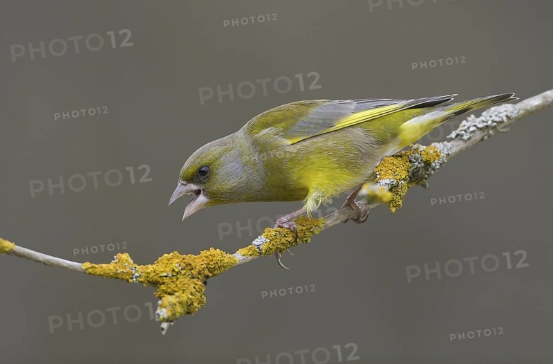 European Greenfinch (Chloris chloris) male, Saxony, Germany