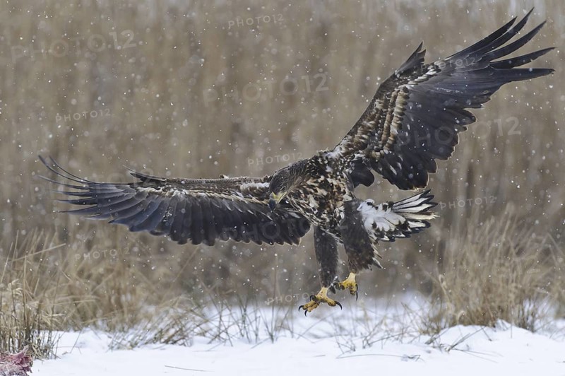 White-tailed Eagle (Haliaeetus albicilla) flying, Lower Saxony, Germany