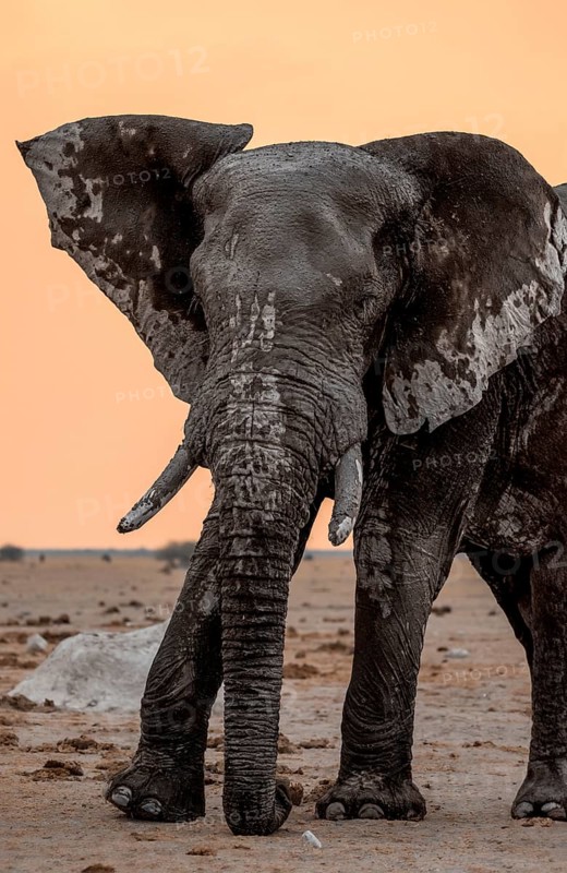 African elephant (Loxodonta africana), adult male, animal portrait, at sunset, Nxai Pan National Park, Botswana