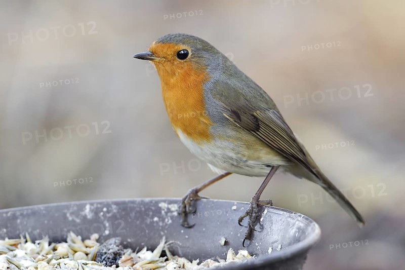 European Robin (Erithacus rubecula), Saxony-Anhalt, Germany