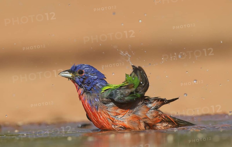 Painted Bunting (Passerina ciris) male bathing, Texas, USA