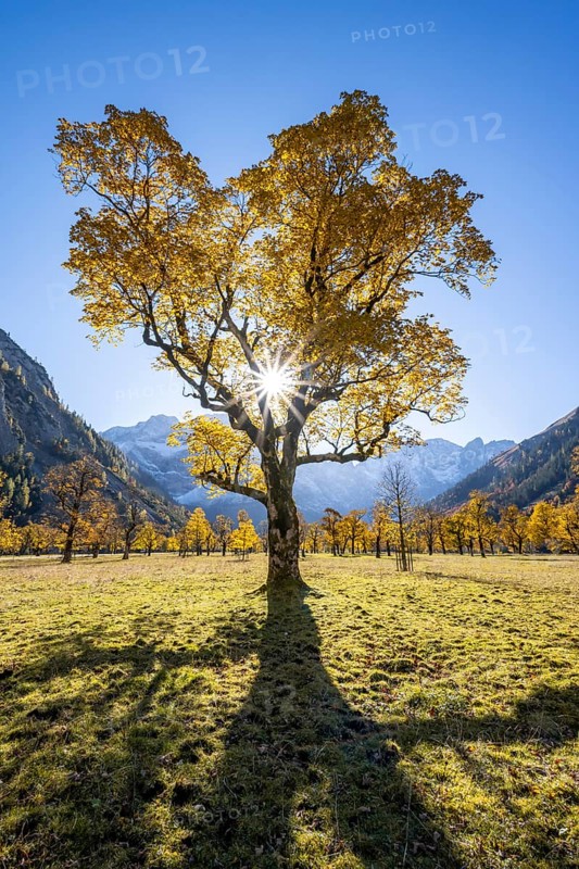 Sycamore maple with autumnal yellow foliage and Solaster endeca, large maple base in autumn, rocky mountain peaks behind, Rißtal in the Eng, Tyrol, Austria