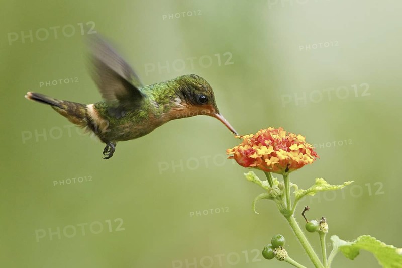 Rufous-crested Coquette (Lophornis delattrei), Trinidad and Tobago