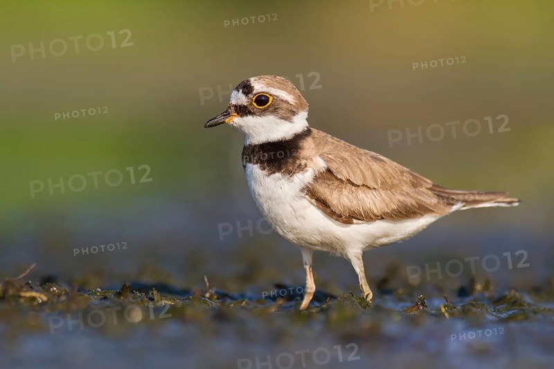 Little Ringed Plover (Charadrius dubius) foraging in the mud, Poland