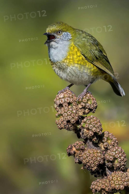 Tit Berrypecker (Oreocharis arfaki) perched on a branch in Papua New Guinea