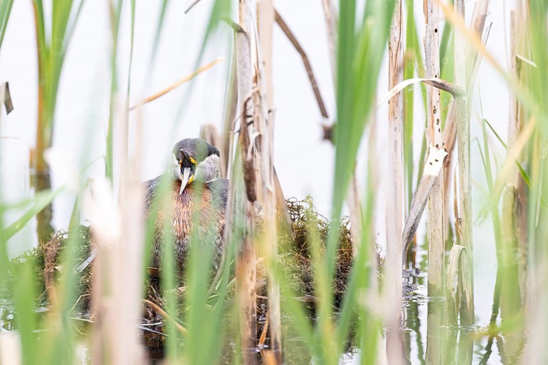 Red-necked Grebe (Podiceps grisegena) sitting on its nest with wide open bill, Virkkula, Liminganlahti, Northern Ostrobothnia, Finland