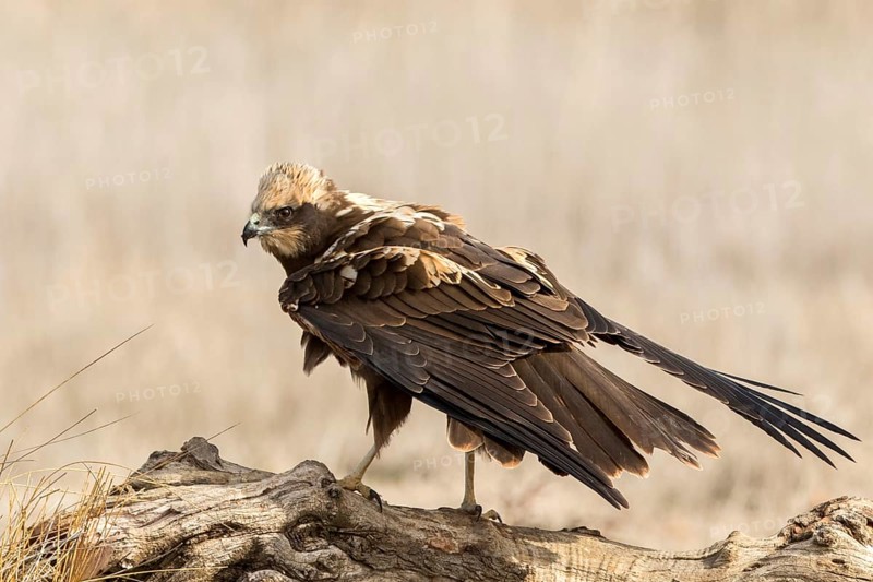 Western Marsh Harrier (Circus aeruginosus) female perched on a stump, Castile-La Mancha, Spain