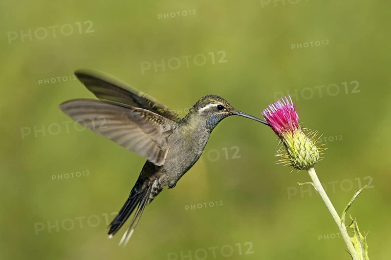 Blue-throated Hummingbird Lampornis clemenciae Chiricahua Mountains, Cochise County, Arizona, United States 18 August Adult Male Trochilidae