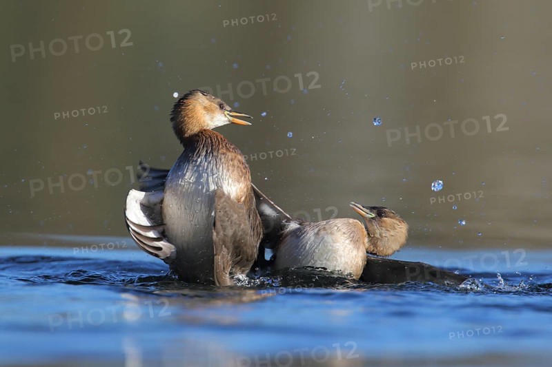 Little Grebe (Tachybaptus ruficollis), North Rhine-Westphalia, Germany