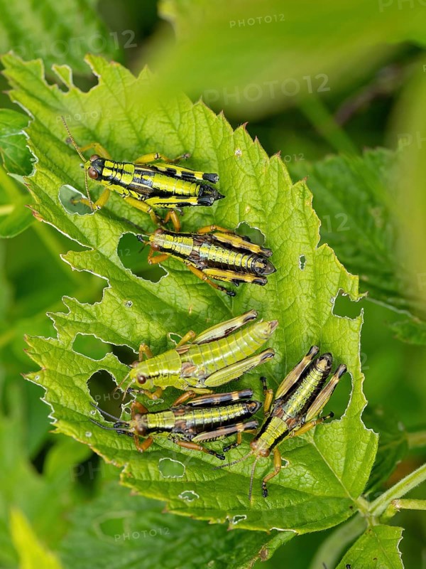 Green mountain grasshopper (Miramella alpina), Grasshopper, Green Mountain Grasshopper, grasshopper, insect, insects, close-up, Black Forest, Feldberg region, Baden-Württemberg, Federal Republic of Germany