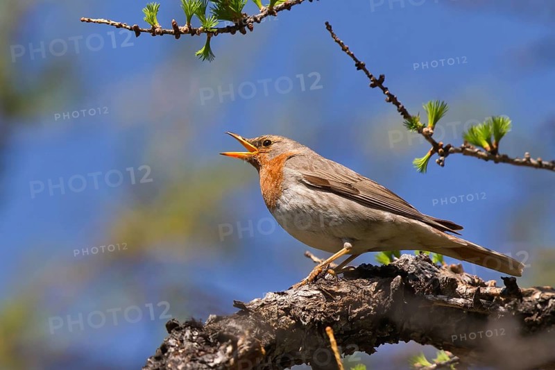 Red-throated Thrush (Turdus ruficollis) male singing, Huvsgol, Mongolia
