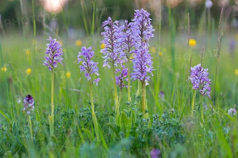 Helmet Orchid, (Orchis militaris), macro, plant, orchid, flower, blossom, orchid family, Lobau, Vienna, Lower Austria, Austria