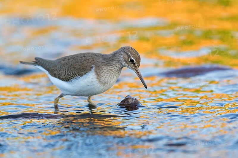 Common sandpiper, sandpiper (Actitis hypoleuco), biotope, habitat, foraging, Lesvos, Greece