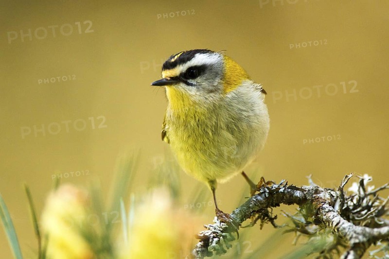 Common Firecrest (Regulus ignicapilla), Avila, Spain