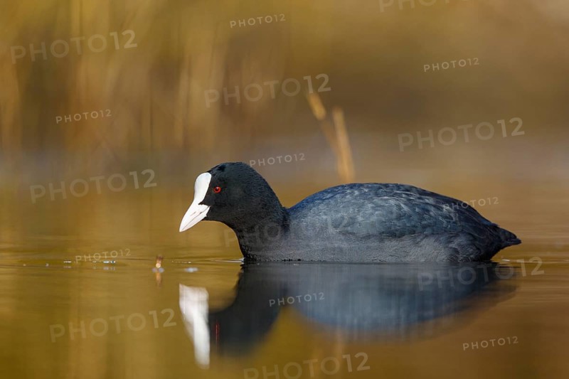 Eurasian Coot (Fulica atra), North Rhine-Westphalia, Germany