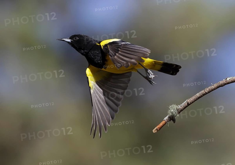 Scott's Oriole (Icterus parisorum) male taking flight, Arizona, USA