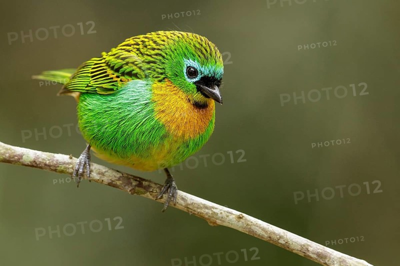 Brassy-breasted Tanager (Tangara desmaresti) perched on a branch in the Atlantic Rainforest Region of Brazil