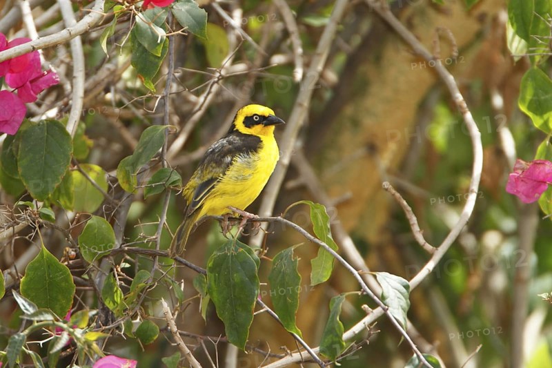 Baglafecht Weaver (Ploceus baglafecht) male, Lake Naivasha, Kenya