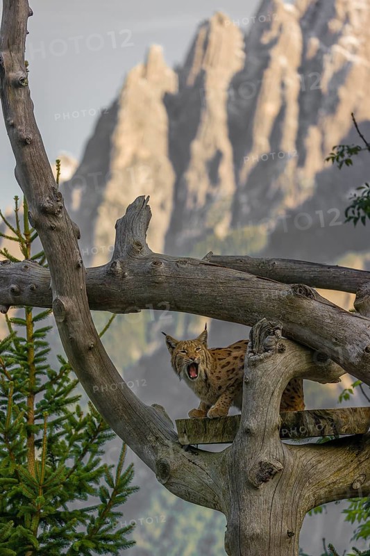 One Eurasian lynx, (Lynx lynx), stands high up on a dead tree. Frontal view with mountains in the background