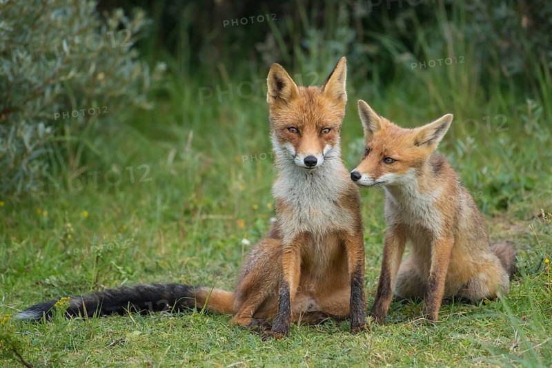 Red Fox (Vulpes vulpes) mother with young in grassland, Netherlands