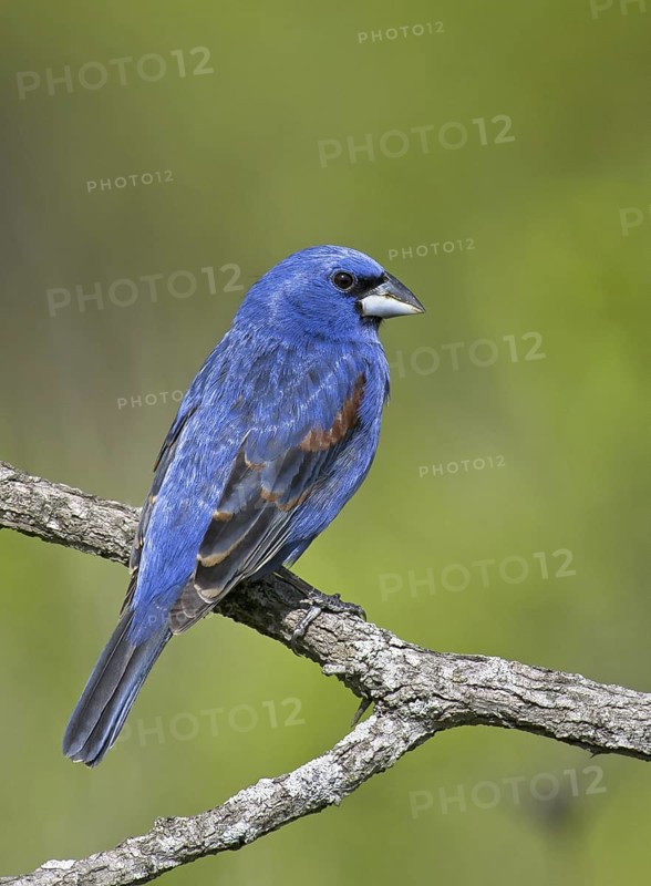 Blue Grosbeak (Passerina caerulea) male, Ohio, USA