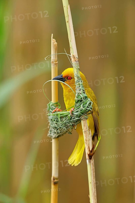 A gold weaver building a nest, iSimangaliso Wetland Park, St Lucia, KwaZulu-Natal, South Africa