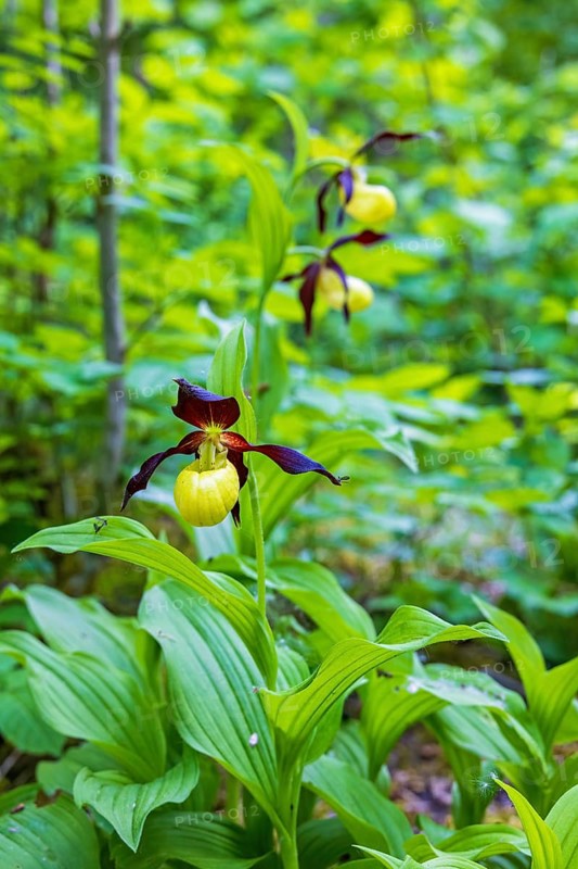 Beautiful Lady's-slipper orchid (Cypripedium calceolus) growing in a moist forest in the summer