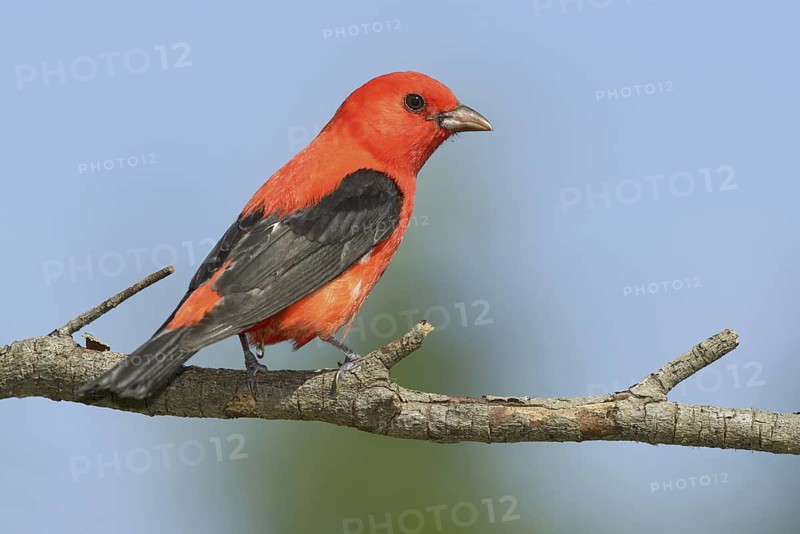 Scarlet Tanager (Piranga olivacea) male, Texas, USA