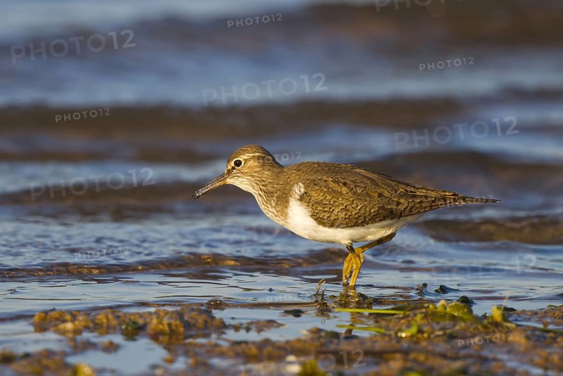 Common Sandpiper (Actitis hypoleucos) foraging, North Rhine-Westphalia, Germany