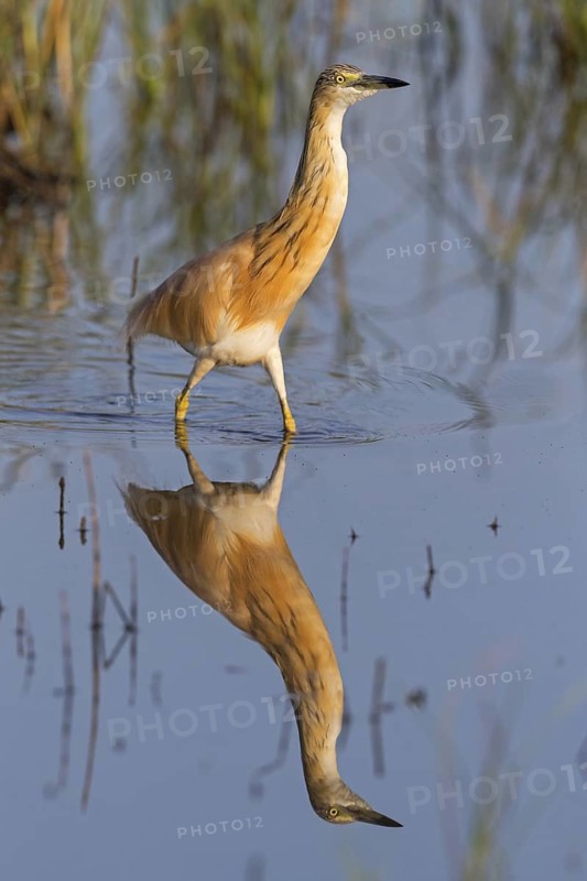 Squacco heron, heron, animals, birds, biotope, foraging, (Ardeola ralloides), Lesbos, Greece