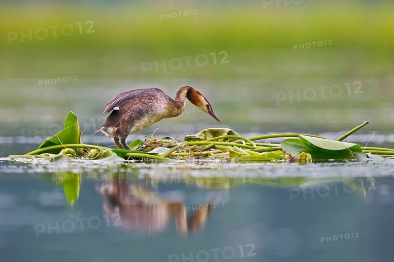Great Crested Grebe (Podiceps cristatus) on nest, Bavaria, Germany